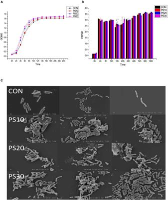 Influence of Polysaccharides From Polygonatum kingianum on Short-Chain Fatty Acid Production and Quorum Sensing in Lactobacillus faecis